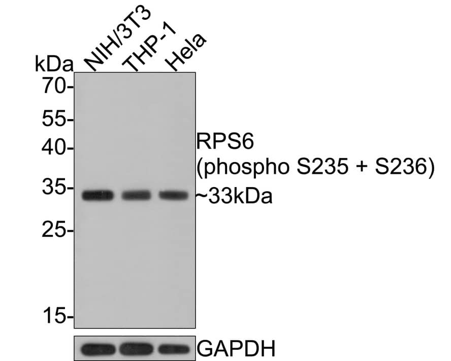 Ribosomal Protein S6/RPS6 [p Ser235, p Ser236] Antibody (PS01-04)