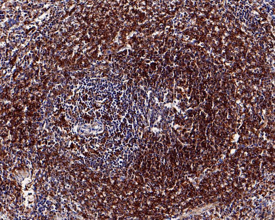 Ribosomal Protein S6/RPS6 [p Ser235, p Ser236] Antibody (PS01-04)