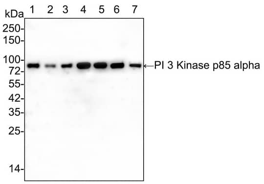PI 3-Kinase p85 alpha Antibody (A3-D0-R)