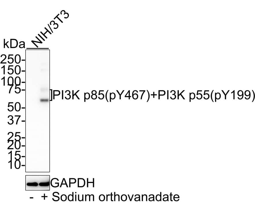 PI 3-Kinase p85 alpha [p Tyr199, p Tyr467] Antibody (PSH01-38)