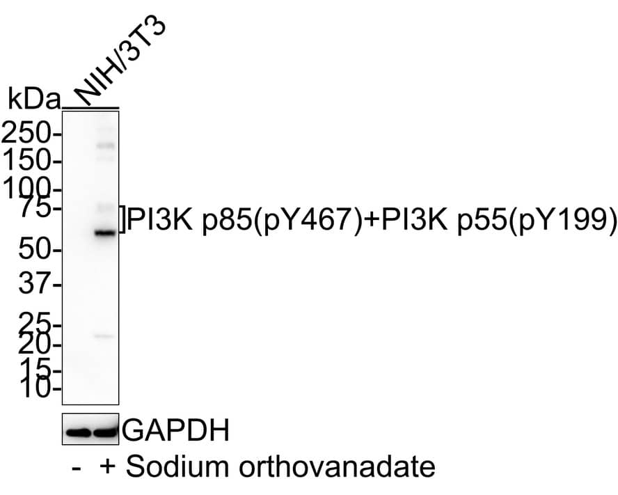 PI 3-Kinase p85 alpha [p Tyr467, p Tyr199] Antibody (PSH01-39)