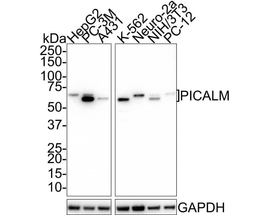 PICALM Antibody (PSH01-63)