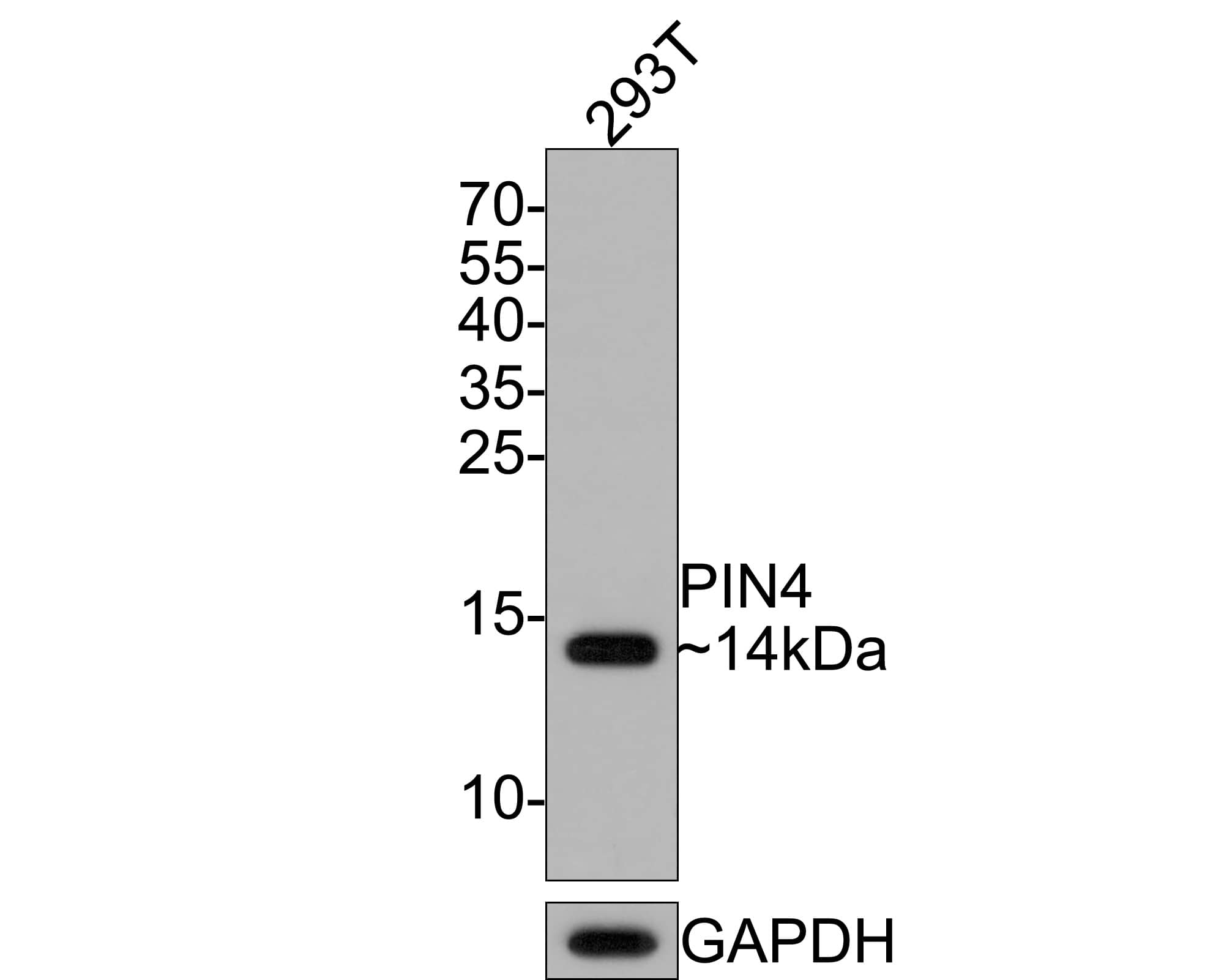 PIN4 Antibody (JE64-05)