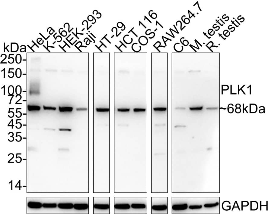 PLK1 Antibody (PSH04-35)