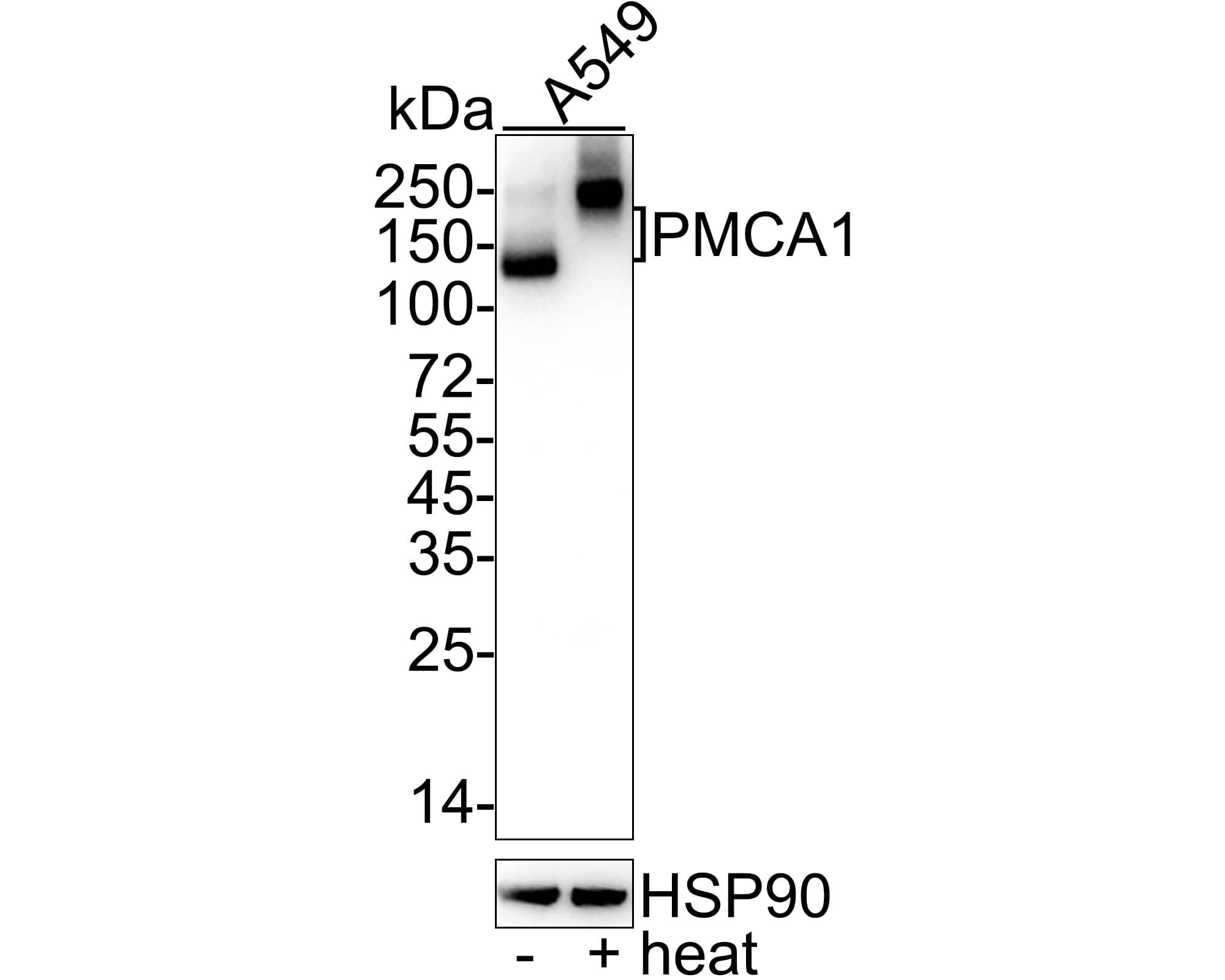 PMCA1 Antibody (JE34-05)