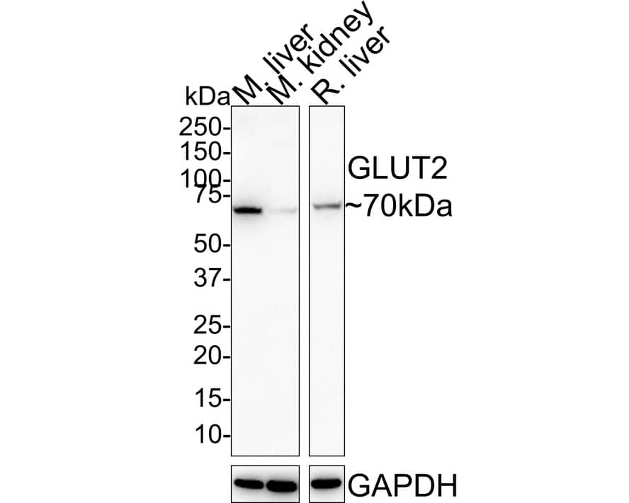 PMP70 Antibody (JE39-00)