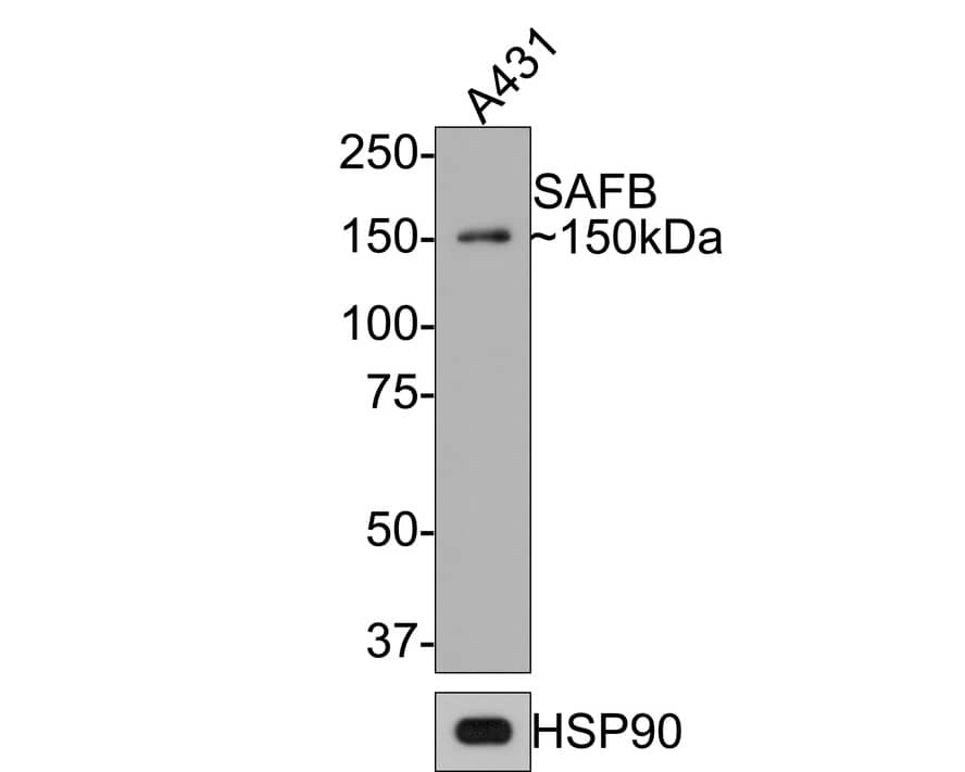 SAFB Antibody (JE64-94)