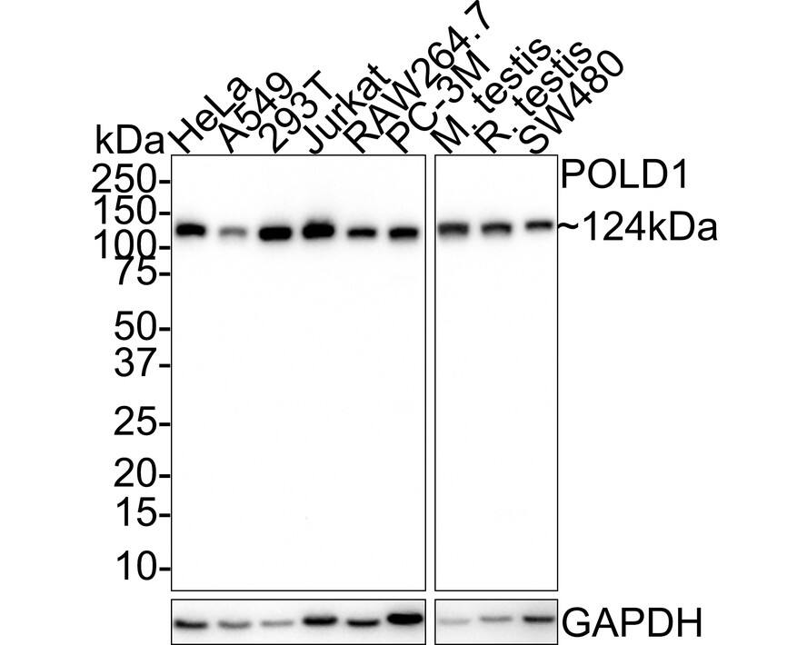 DNA Polymerase delta, catalytic subunit Antibody (JE35-73)
