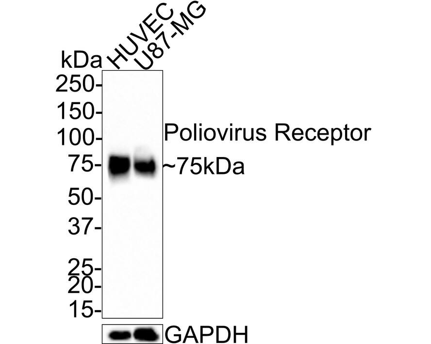 CD155/PVR Antibody (JE45-53)