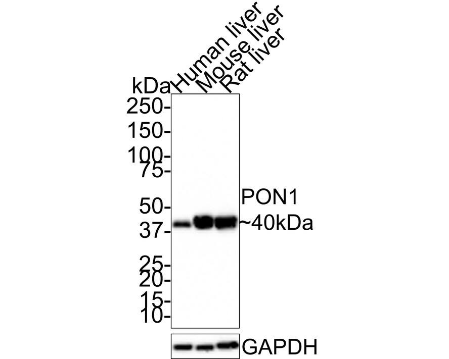 PON1 Antibody (JE30-90)