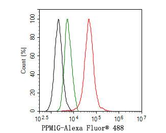 PP2C gamma/PPM1G Antibody (JE64-91)