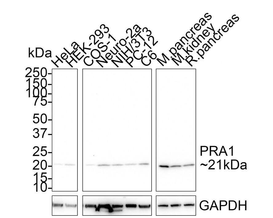 PRA1 Antibody (PSH01-96)