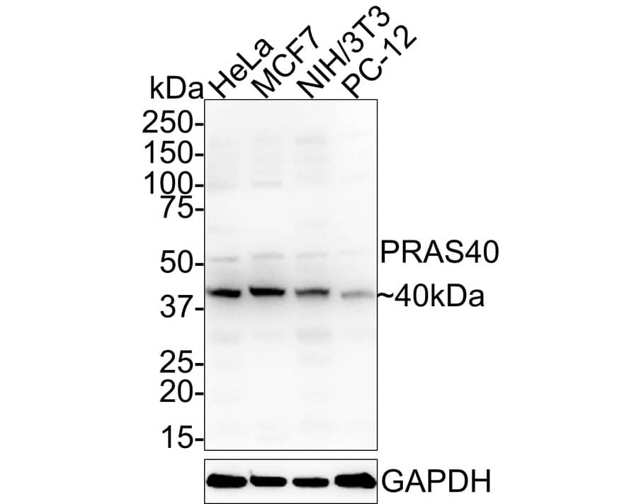 PRAS40 Antibody (JE30-60)