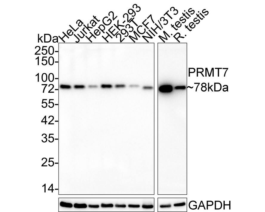 PRMT7 Antibody (JE64-78)