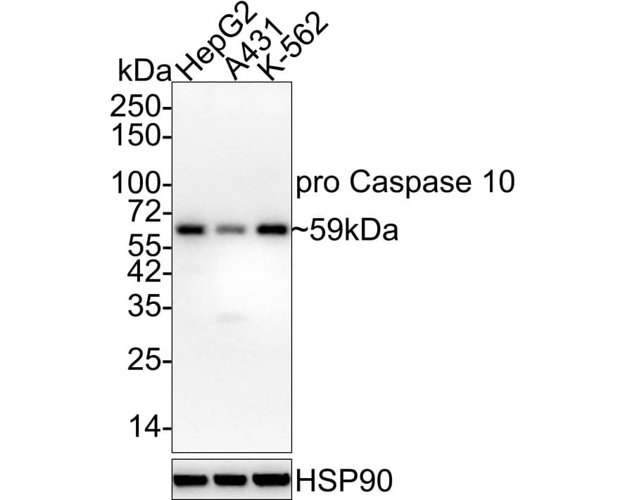 Caspase-10/FLICE2 Antibody (JE59-42) - Pro