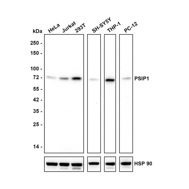 LEDGF Antibody (PSH02-55) Western Blot: LEDGF Antibody (PSH02-55) [NBP3-32860]