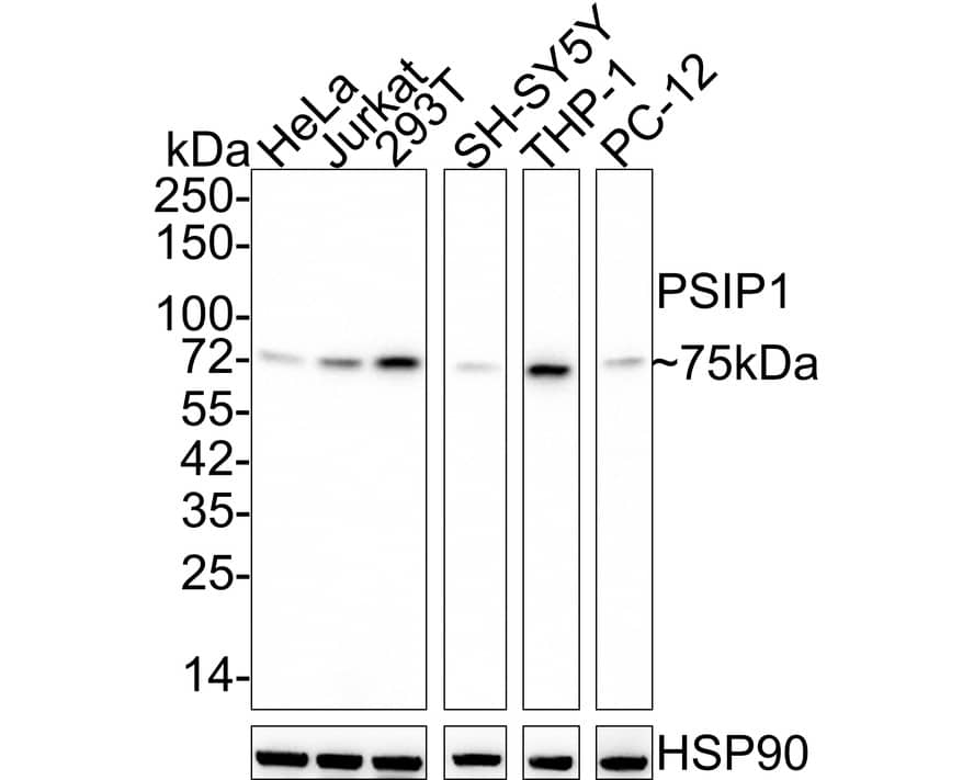 LEDGF Antibody (PSH02-55)