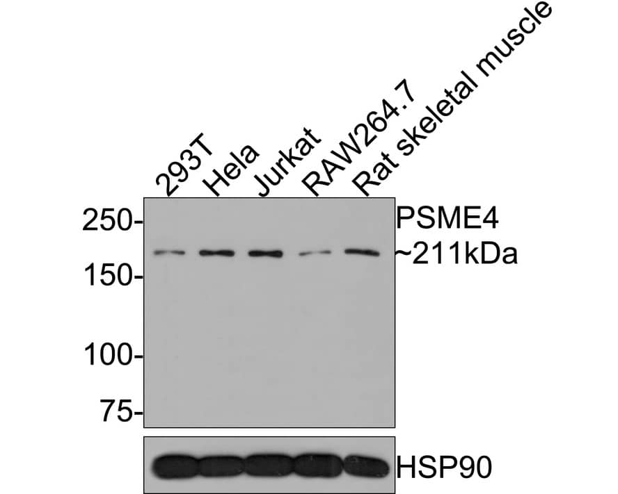 PSME4 Antibody