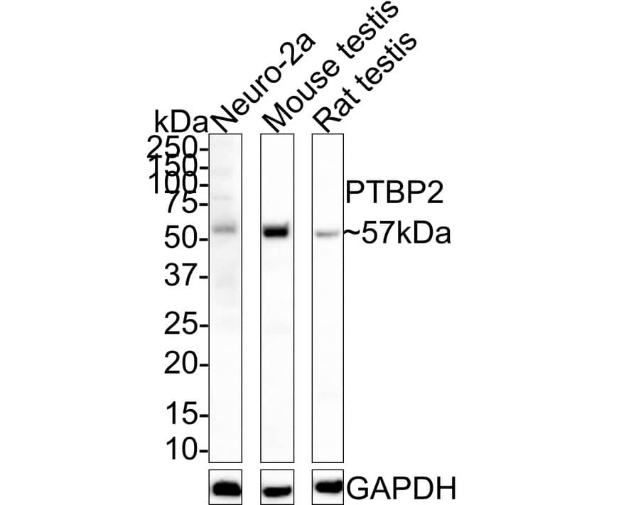 PTBP2 Antibody (JE66-55)