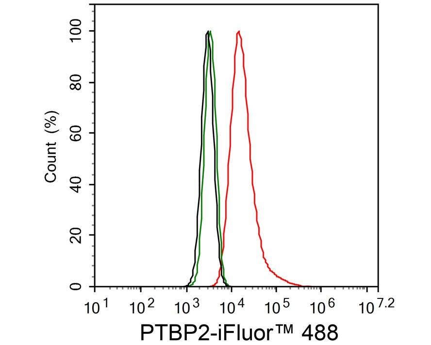 PTBP2 Antibody (JE66-55)