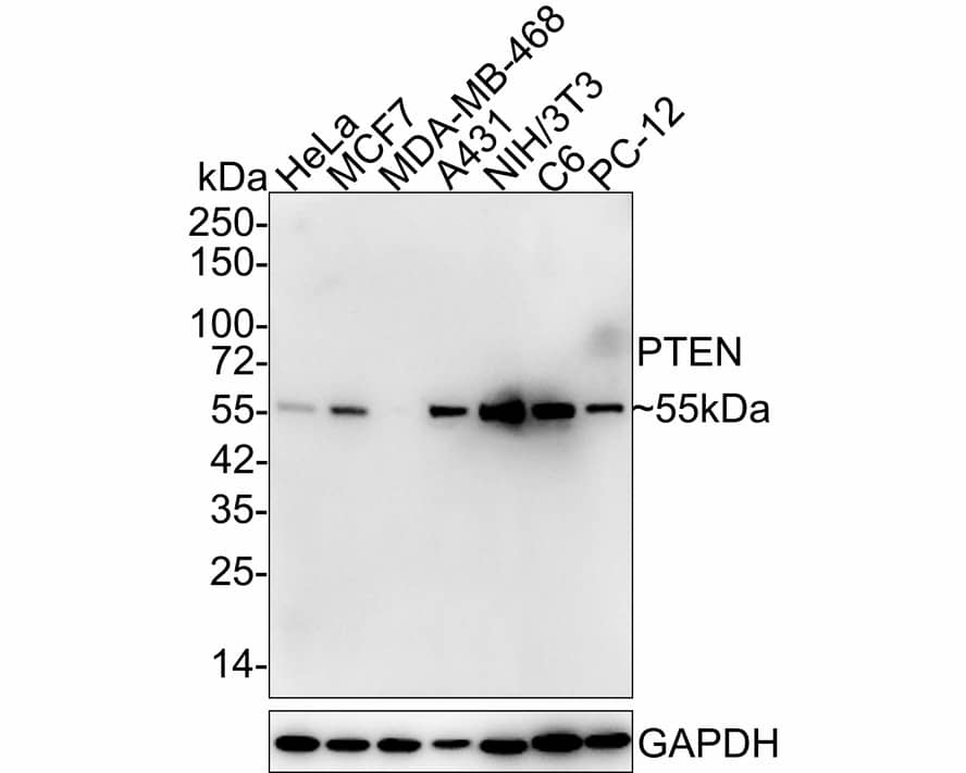 PTEN Antibody (JE51-96)