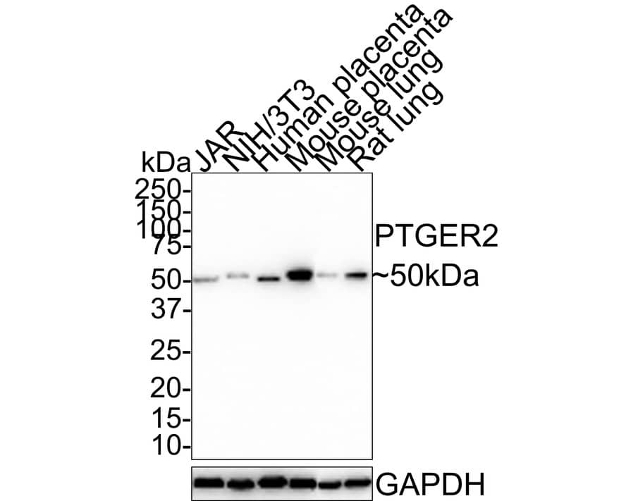 PTGER2 Antibody (JE30-72)