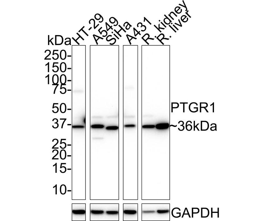 PGR1 Antibody (PSH02-12)