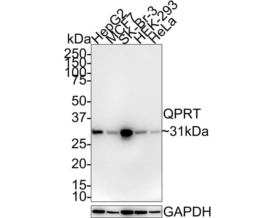 QPRT Antibody (PSH01-31)