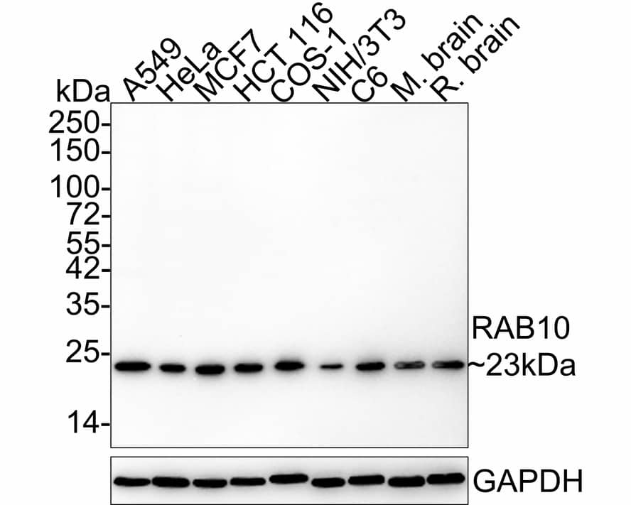 RAB10 Antibody (PSH03-24)