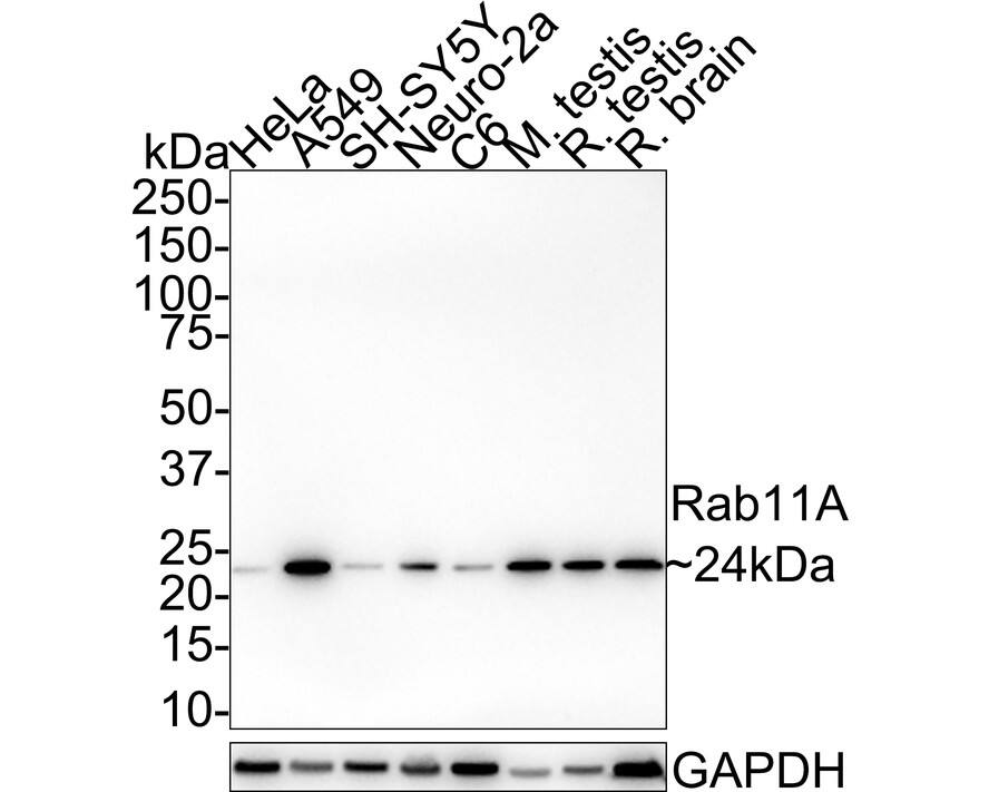 Rab11A Antibody (JE42-00)