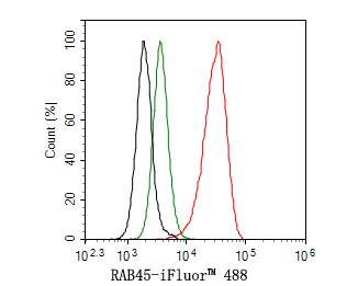 RASEF Antibody (JE65-33)