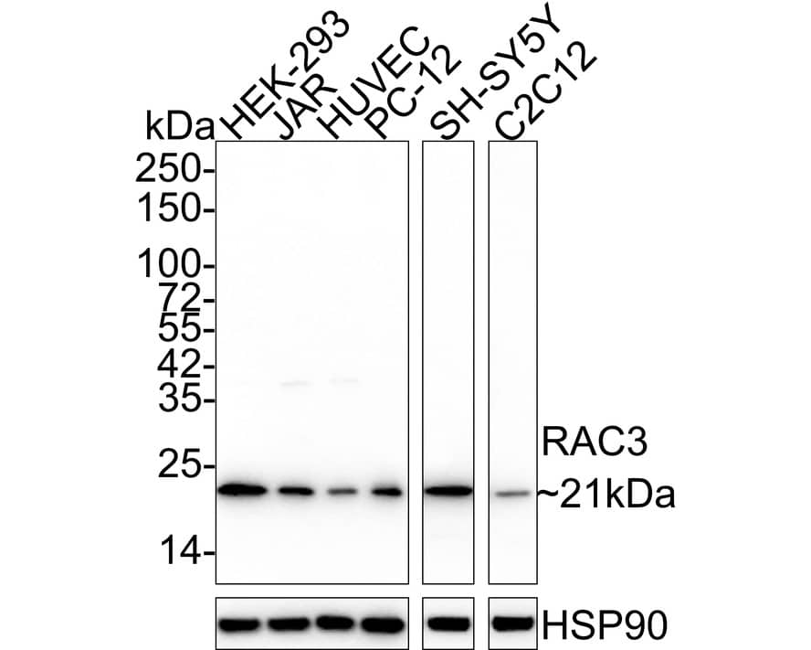 RAC3 Antibody (JE56-48)