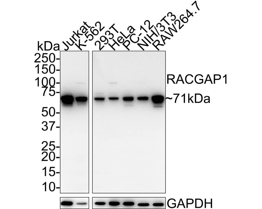 MgcRacGAP/RACGAP1 Antibody (JE41-19)