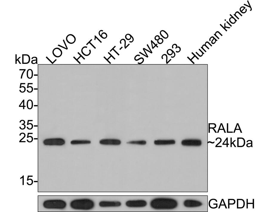 RalA Antibody (JE54-12)