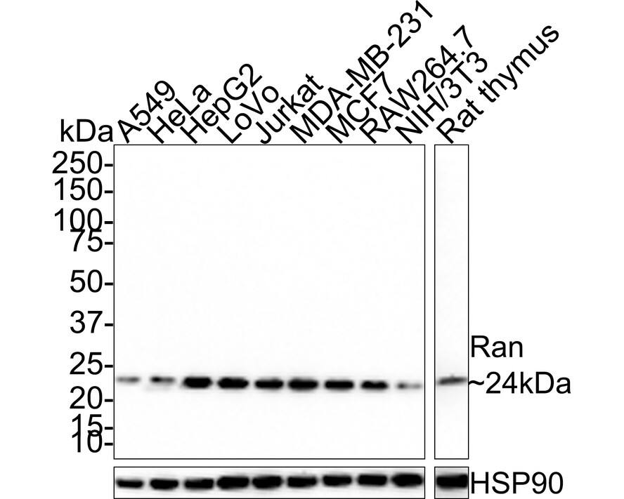 Ran Antibody (JE33-28)