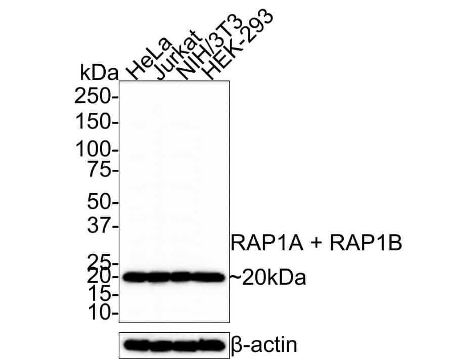 Rap1A/B Antibody (JE35-61)