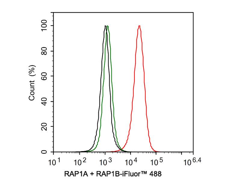 Rap1A/B Antibody (JE35-61)