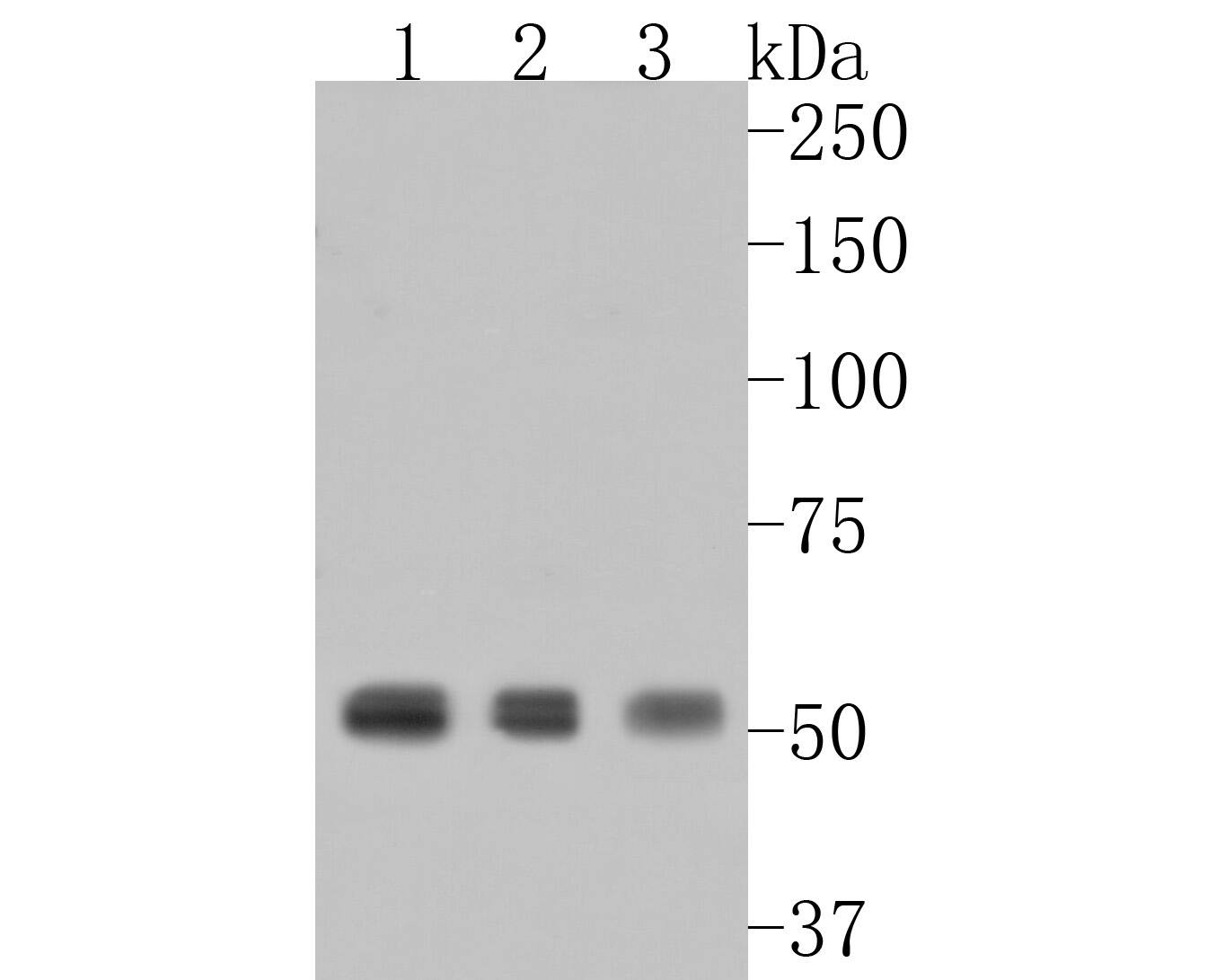 RbAp46 Antibody