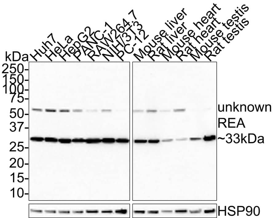 Prohibitin 2 Antibody (JE35-46)