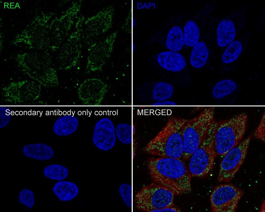 Prohibitin 2 Antibody (JE35-46)