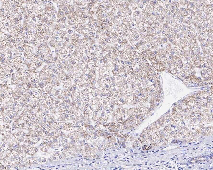 Prohibitin 2 Antibody (JE35-46)