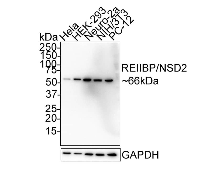 WHSC1 Antibody (PSH02-39)