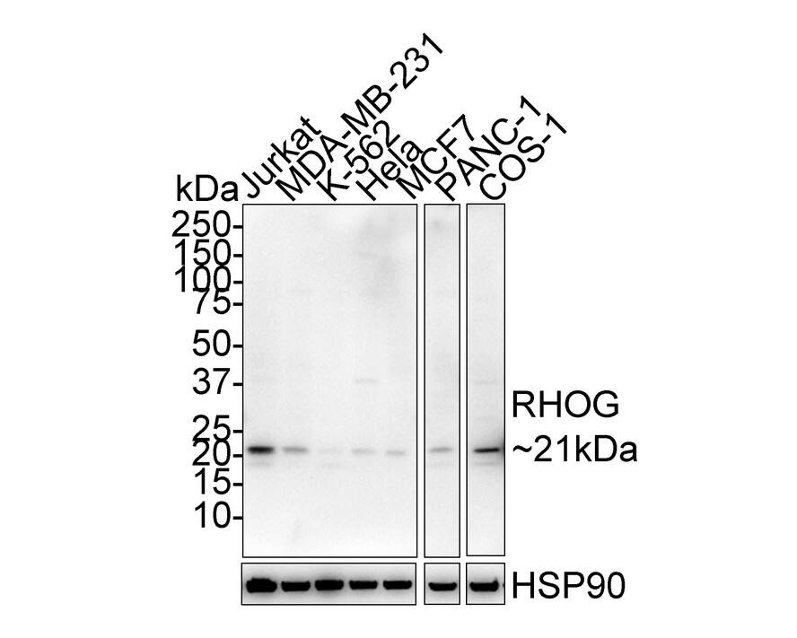 RhoG Antibody (PSH02-70) Western Blot: RhoG Antibody (PSH02-70) [NBP3-32902]