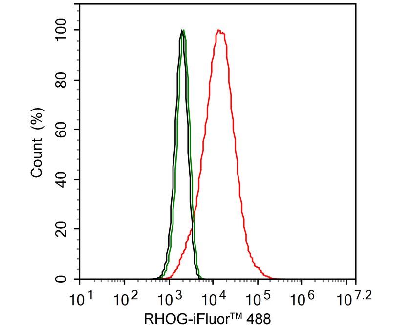 RhoG Antibody (PSH02-70)