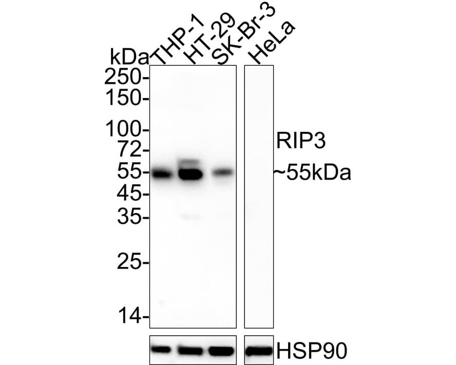 RIPK3/RIP3 Antibody (PSH04-78)