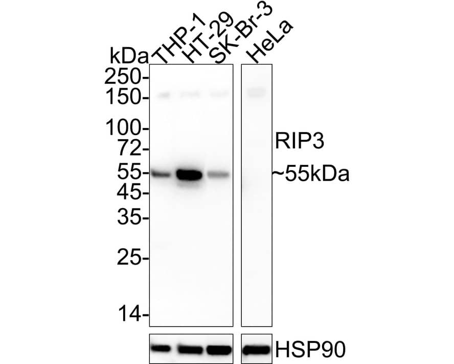 RIPK3/RIP3 Antibody (PSH04-79)