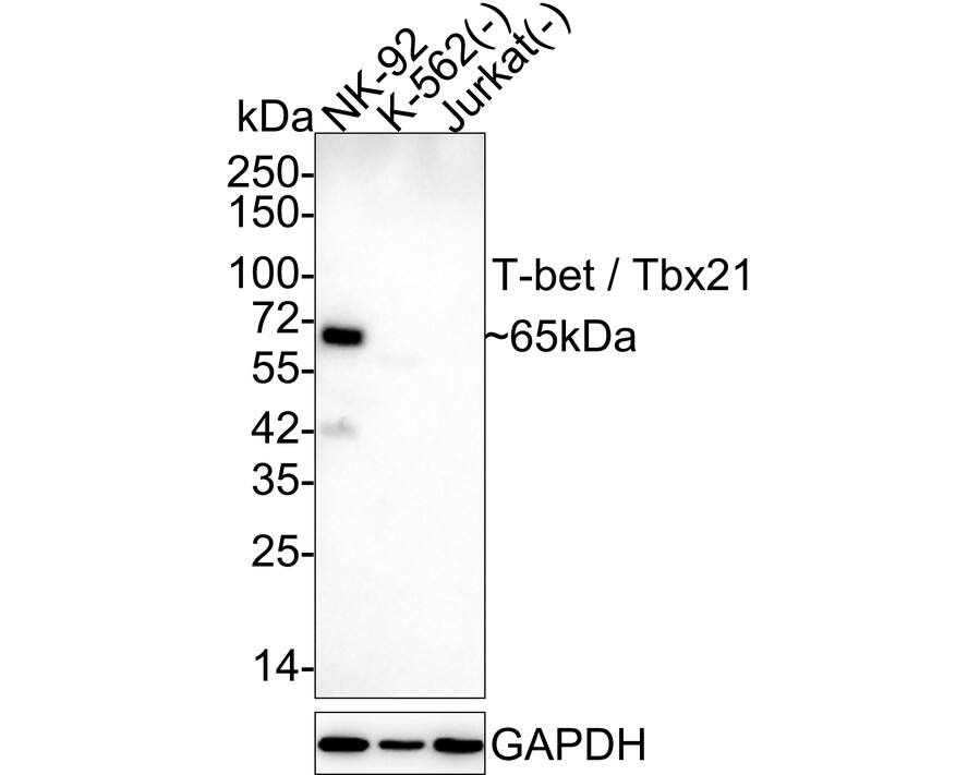 T-bet/TBX21 Antibody (JE60-20) Western Blot: T-bet/TBX21 Antibody (JE60-20) [NBP3-32908]