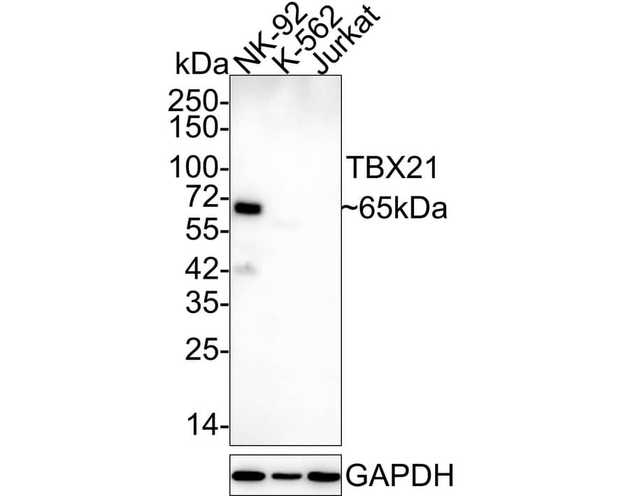 T-bet/TBX21 Antibody (JE60-20)