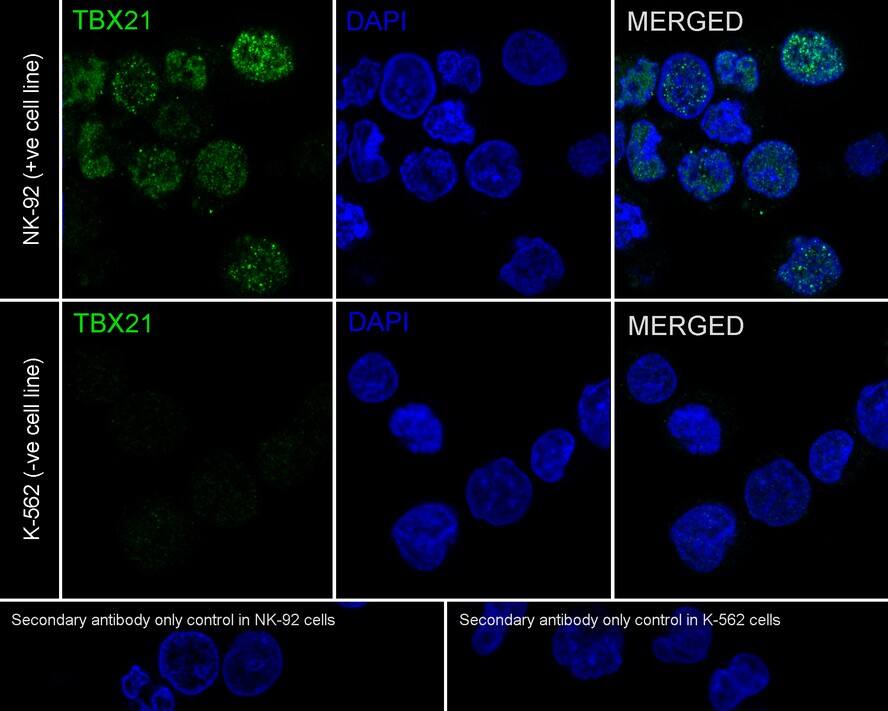 T-bet/TBX21 Antibody (JE60-20)