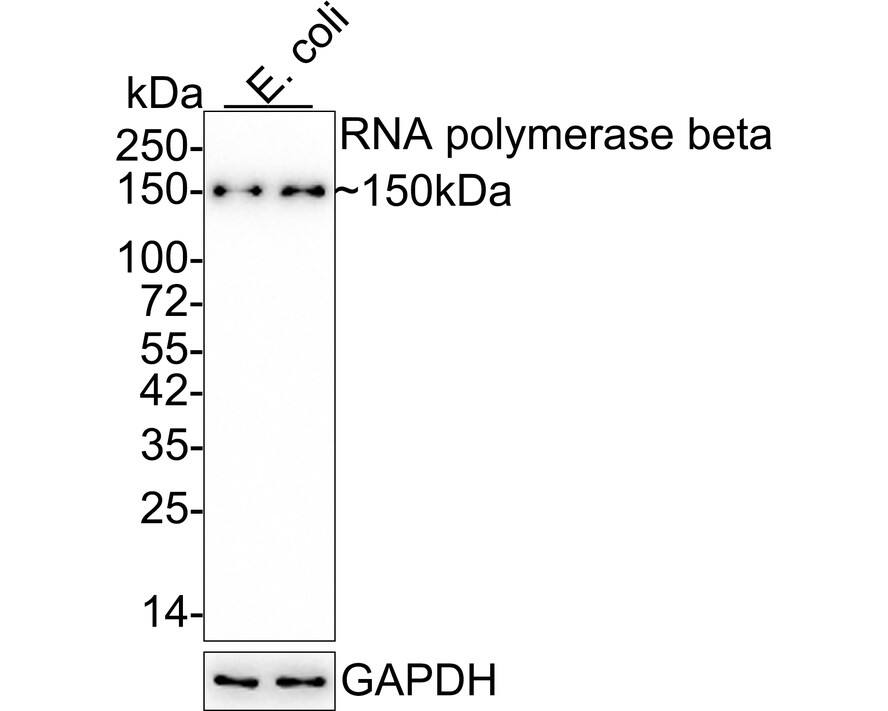 RNA polymerase beta Antibody (JE32-42)